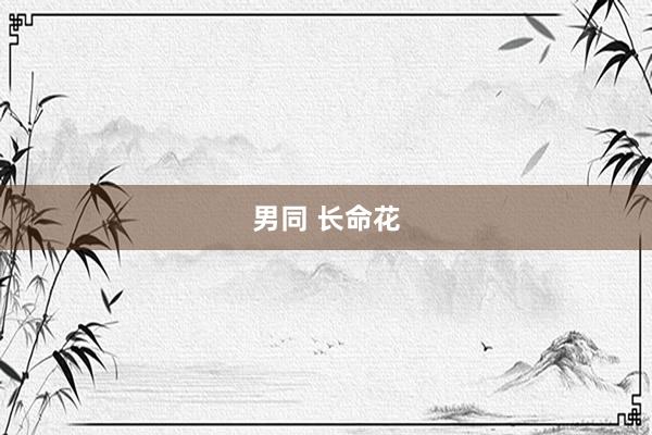 男同 长命花