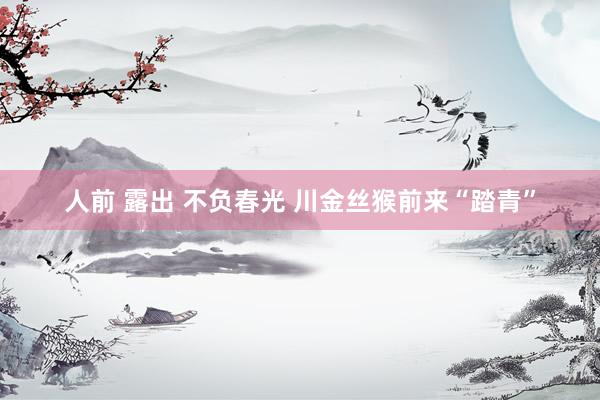 人前 露出 不负春光 川金丝猴前来“踏青”